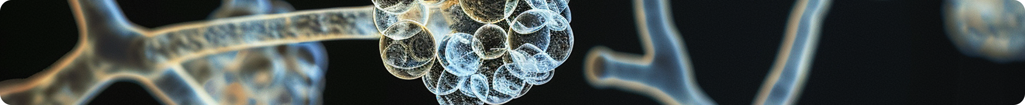 portfolio detail